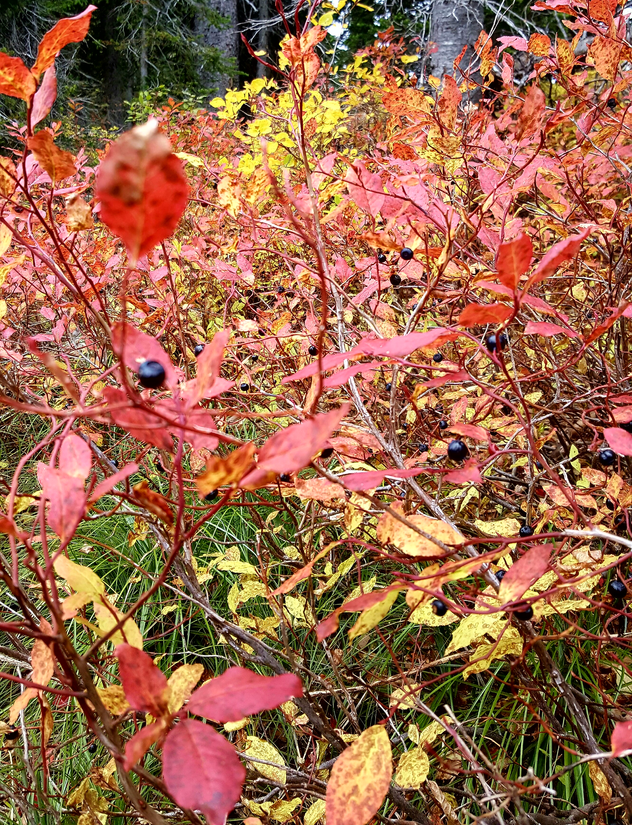 20160925_162859 (1).jpg