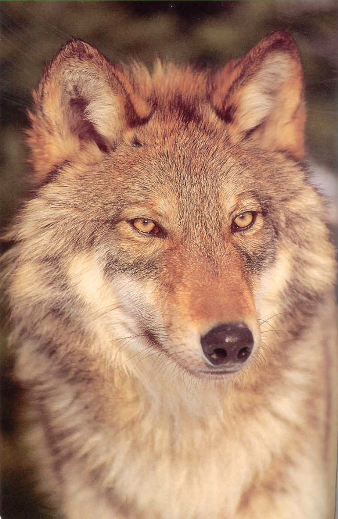eastern-wolf